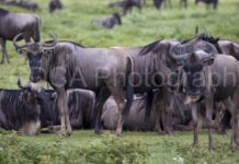 Tansania Gnus