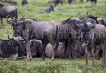 Tansania Safari Gnues