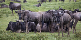 Tansania Safari Gnues